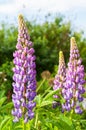 Wild lupines growing Royalty Free Stock Photo