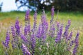 Wild lupines growing in Santa Rosa Plateau in southern California Royalty Free Stock Photo