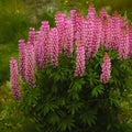 Wild Lupines and Lake Pukaki New Zealand Royalty Free Stock Photo