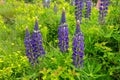 Wild lupines