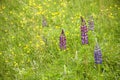 Wild Lupins