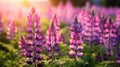 wild Lupins in Arrow town, New Zealand beautiful spring purple flowers Royalty Free Stock Photo