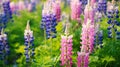 wild Lupins in Arrow town, New Zealand beautiful spring purple flowers Royalty Free Stock Photo