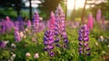 wild Lupins in Arrow town, New Zealand beautiful spring purple flowers