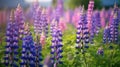 wild Lupins in Arrow town, New Zealand beautiful spring purple flowers Royalty Free Stock Photo