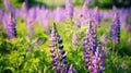 wild Lupins in Arrow town, New Zealand beautiful spring purple flowers