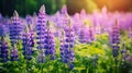 wild Lupins in Arrow town, New Zealand beautiful spring purple flowers Royalty Free Stock Photo