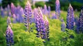 wild Lupins in Arrow town, New Zealand beautiful spring purple flowers Royalty Free Stock Photo