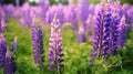 wild Lupins in Arrow town, New Zealand beautiful spring purple flowers Royalty Free Stock Photo