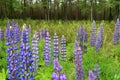 Wild Lupins Blossoming by Green Forest in Finland Royalty Free Stock Photo