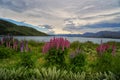 Wild Lupines and Lake Pukaki Royalty Free Stock Photo