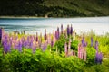 Wild Lupines And Lake Pukaki New Zealand