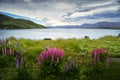 Wild Lupines and Lake Pukaki New Zealand Royalty Free Stock Photo