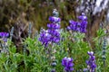 Wild lupin in Cotopaxi National Park, Ecuador Royalty Free Stock Photo