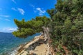 Wild lush vegetation on Croatian islands in summer