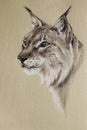 Wild lynx portrait