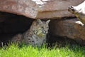 Wild Lynx In the Shade of a Den Royalty Free Stock Photo