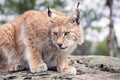 Wild lynx sitting on a moss covered mountain rock
