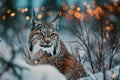 wild lynx on winter evening forest blurred bokeh background