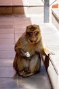 A wild macaque or Gibraltar monkey with ice cream stolen from tourists, one of the most famous attractions of the