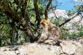 A wild macaque or Gibraltar monkey, one of the most famous attractions of the British overseas territory. Apes' Den