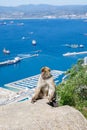 A wild macaque or Gibraltar monkey, one of the most famous attractions of the British overseas territory. Apes' Den