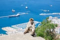 A wild macaque or Gibraltar monkey, one of the most famous attractions of the British overseas territory. Apes' Den