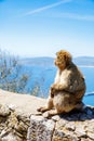 A wild macaque or Gibraltar monkey, one of the most famous attractions of the British overseas territory. Apes' Den