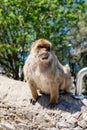 A wild macaque or Gibraltar monkey, one of the most famous attractions of the British overseas territory. Apes' Den