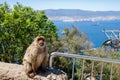 A wild macaque or Gibraltar monkey, one of the most famous attractions of the British overseas territory. Apes& x27; Den