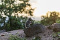 Wild macaque monkey sitting on the rock in tropical island Koh Phangan during sunset, Thailand Royalty Free Stock Photo