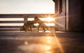 Wild macaque monkeys fighting at the sunset