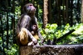 A mother and a child macaque