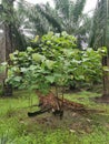 Wild Macaranga tanarius tree plant in the plantation.