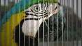 Wild macaw being captured in a cage Royalty Free Stock Photo