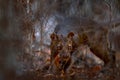 Wild Madagascar. Fosa in shrubs bushes. Fosa, Cryptoprocta ferox, Kirindy Forest in Madagascar. Fosa, mammal in nature habitat,