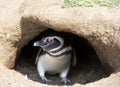 Wild Magellanic Penguin Royalty Free Stock Photo