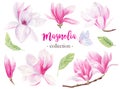 Wild magnolia hand drawn watercolor raster illustrations set