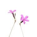 Wild Maiden Pink flowers isolated on white Royalty Free Stock Photo