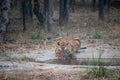 Wild male bengal tiger drinking water from waterhole while patrolling his territory sighted him in evening safari at bandhavgarh