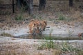 Wild male bengal tiger drinking water from waterhole while patrolling his territory sighted him in evening safari at bandhavgarh