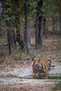 Wild male bengal tiger drinking water from waterhole while patrolling his territory sighted him in evening safari at bandhavgarh