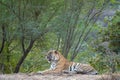 Wild male bengal tiger Fateh or T42 resting in green background during winter evening safari at ranthambore national park india Royalty Free Stock Photo