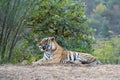 Wild male bengal tiger Fateh or T42 resting in green background during winter evening safari at ranthambore national park india Royalty Free Stock Photo