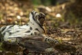 Wild male bengal tiger paws closeup in natural green background at forest of india asia - panthera tigris tigris