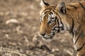 wild male bengal tiger portrait walking on forest track at Ranthambore National Park or Tiger Reserve Rajasthan India - panthera Royalty Free Stock Photo