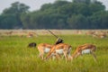 wild male blackbuck or antilope cervicapra or indian antelope face body optical illusion image in family or herd in natural green