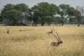 wild male blackbuck or antilope cervicapra or indian antelope with face expression and group or herd family in grassland landscape