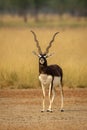 Wild male blackbuck or antilope cervicapra or indian antelope with long horn head on portrait or closeup in grassland of velavadar Royalty Free Stock Photo
