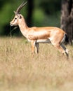 wild male Chinkara or Indian gazelle or Gazella bennettii an Antelope portrait grazing green leaves from plant at ranthambore Royalty Free Stock Photo